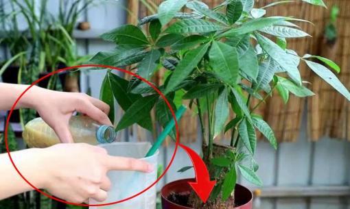 Chăm sóc cây kim ngân nhớ nguyên tắc '2 cắt - 3 cần', đảm bảo cây luôn xanh tốt, gia chủ phát tài