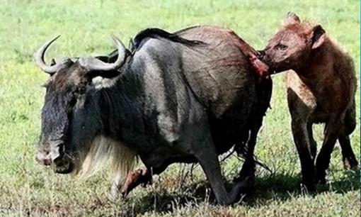 Bí mật hành vi đào hậu môn của động vật: Tại sao linh cẩu đốm lại đào hậu môn của động vật khác?