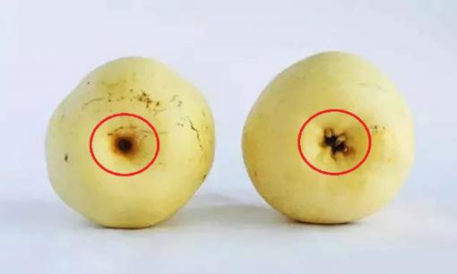 Khi mua lê thì nên chọn “lê đực” hay “lê cái” sẽ ngon hơn? Chủ cửa hàng hoa quả dạy mẹo chọn lê thơm ngọt và mọng nước