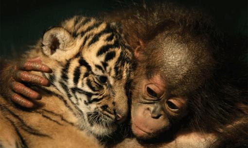 Tử vi 12 con giáp thứ 7 ngày 9/9/2023: Tuổi Dần may mắn vô cùng, Thân công việc gặp khó khăn