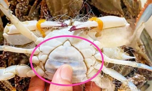 Mua ghẹ đừng chỉ chọn con to! Hãy nhớ '3 mẹo' chọn ghẹ để được con ngon, chắc thịt và thơm