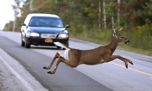 Bạn nên xử lý như thế nào nếu động vật đột nhiên xuất hiện trước mặt khi đang lái xe?