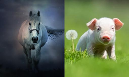 Tử vi 12 con giáp thứ 2 ngày 11/9/2023: Tuổi Ngọ được quý nhân nâng đỡ, Hợi gặp không ít xui xẻo