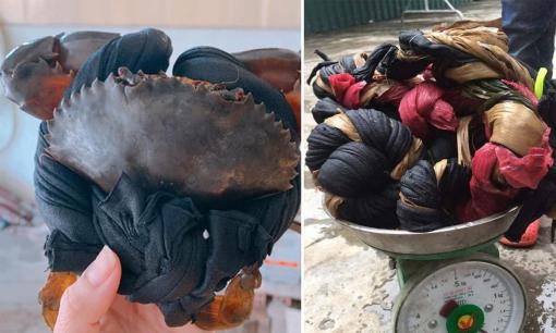 Cua biển luôn được buộc những sợi dây to, ngậm nước, người bán muốn bán cua giá hời hay vì lý do khác?