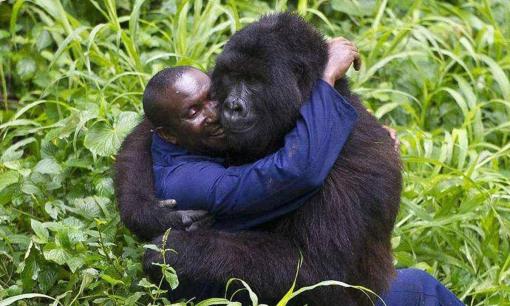 Con người và khỉ đột có thể có con không? Các nhà khoa học có được câu trả lời sau nghiên cứu “cá nhân”