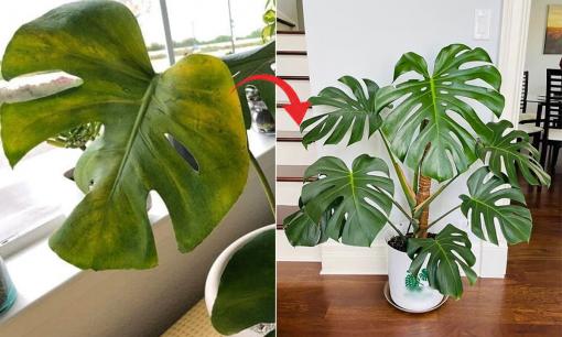 Trầu bà lá xẻ hay bị vàng lá, đây là thứ sẽ giúp trầu bà lá xẻ xanh mướt, tươi tốt quanh năm