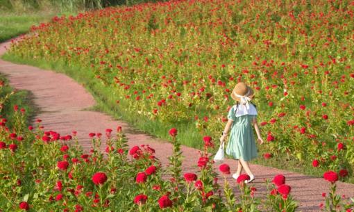 Mùa thu, giới trẻ đua nhau check-in vườn hoa mào gà đẹp như ở Châu Âu ngay sát cạnh Hà Nội