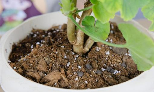 Đất cứng như cục sắt, 4 điểm cần nhớ, đất mềm và tơi xốp như bánh mì, giàu dinh dưỡng cho cây