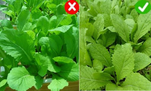 Không phải rau càng xanh càng tốt mà đôi khi chứa chất 'độc', ra chợ gặp những loại này chớ mua 