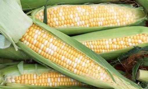 Ăn ngô thường xuyên có lợi ích gì? Nhắc nhở: 4 loại người này nên cố gắng ăn ít nhất có thể và đừng ngang ngược