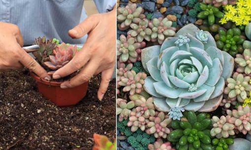 Trồng sen đá có 3 nguyên tắc bất di bất dịch, sen đá sống cả chục năm vẫn căng mọng, không rụng lá