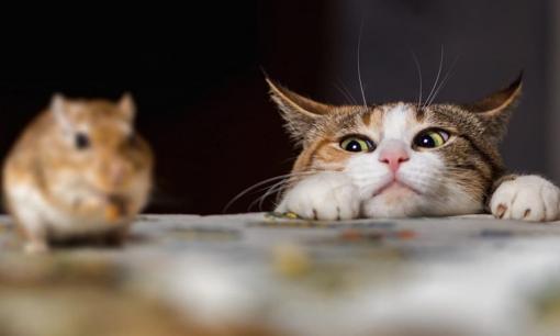 Tử vi 12 con giáp thứ 3 ngày 19/9/2023: Tuổi Tý may mắn đường tài vận, Mão cần đề phòng kẻ gian