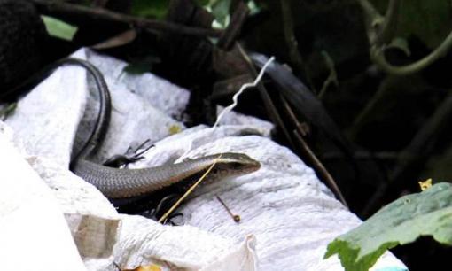 Con vật được xem như 'lộc trời cho', chui ra từ bụi rậm, nhìn không ai dám ăn nhưng lại là đặc sản có giá 350.000 đồng/kg