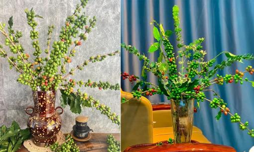 Thú chơi cắm cành cà phê tươi vào bình để trang trí nhà cửa đang được hội chị em rần rần hưởng ứng
