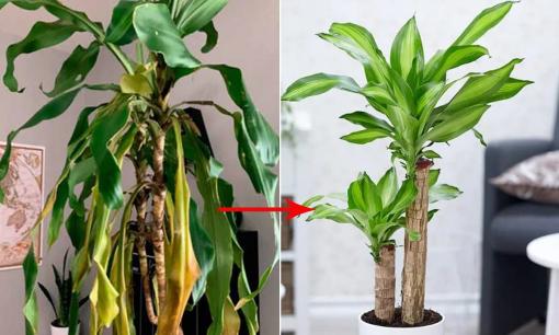 Phát tài khúc bị vàng lá, thực hiện ngay nguyên tắc '1 cắt - 5 cần', lá sẽ xanh mướt và cây phát triển tươi tốt trở lại