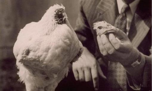 Chú gà không đầu huyền thoại: Vẫn sống sót 18 tháng sau khi bị chặt đầu, nổi tiếng khắp thế giới và trở thành cỗ máy kiếm tiền của chủ nhân