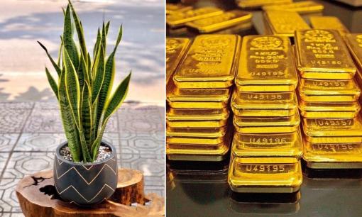 Người thuộc mệnh Thổ và Kim trồng cây lưỡi hổ sẽ như 'hổ mọc thêm cánh', cầu tài có tài, cầu lộc - lộc đến