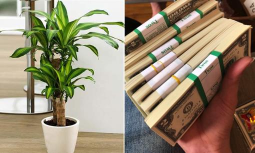 Người thuộc 2 mệnh này thích hợp trồng thiết mộc lan trong nhà, gia chủ làm ăn phát đạt, tiền vào như nước