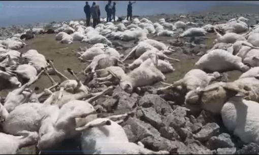 550 con cừu ở Georgia bị sét đánh chết cùng một lúc, tại sao chỉ một cú sét cũng có thể giết chết nhiều con cừu như vậy?