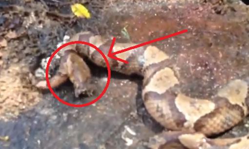 Những loài động có thể sống sau khi bị chặt đứt đầu, con người ở mức thấp nhất 