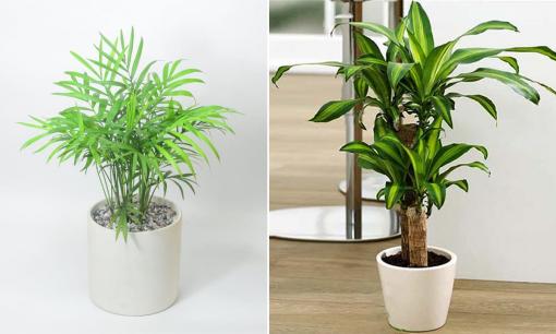 Người mệnh Thổ đừng dại trồng những cây này kẻo sức khỏe suy giảm, tình cảm vợ chồng rạn nứt