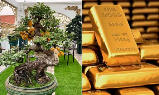 Theo phong thủy, nên trồng khế chua hay khế ngọt để gia chủ thêm tiền tài, lộc lá?