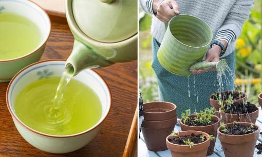 Trà để qua đêm là 'báu vật', công dụng thần kỳ trong việc bón cây và khử mùi