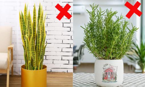 Có 3 loại cây tuyệt đối không trồng trong phòng ngủ, tránh kẻo rước bệnh 