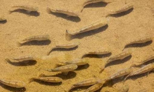 Cá sa mạc: Bị cô lập khỏi thế giới 50.000 năm, nó có thể tồn tại mà không cần ăn uống, chỉ còn 38 con trên thế giới với phí bảo tồn 90 tỉ đồng