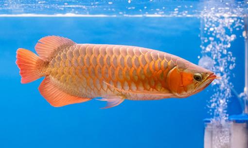 Có 12 vấn đề mà người mới bắt đầu nuôi cá cảnh gặp phải, tất cả đều không nên bỏ qua!