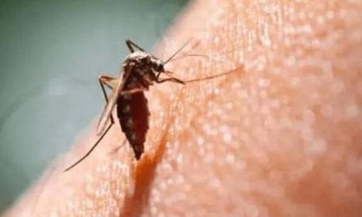 Công dụng của muỗi trên trái đất là gì? Hậu quả sẽ ra sao nếu tất cả muỗi đều bị tiêu diệt?