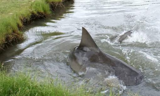 Kỳ lạ, đàn cá mập sống trong sân golf suốt 19 năm? 