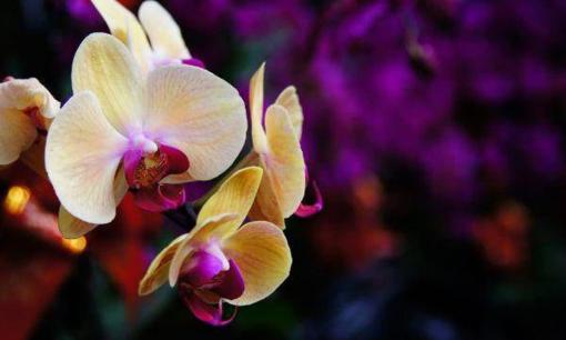 4 con số sinh nhật “thần thánh xuống trần gian đầu thai làm người”, chỉ cần gia đình bạn có một trong số đó thì gia đình bạn sẽ thịnh vượng