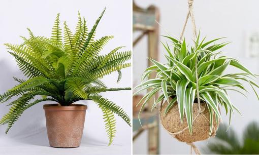 Loại cây thích hợp cho những ngôi nhà thiếu ánh nắng, vừa dễ chăm lại hút tài lộc