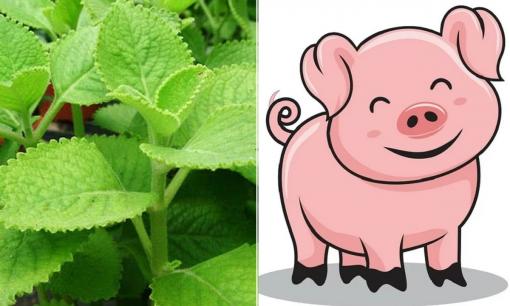 Người tuổi này nên trồng cây húng chanh, vừa là thảo dược trị ho vừa là cây phong thủy hút tài lộc