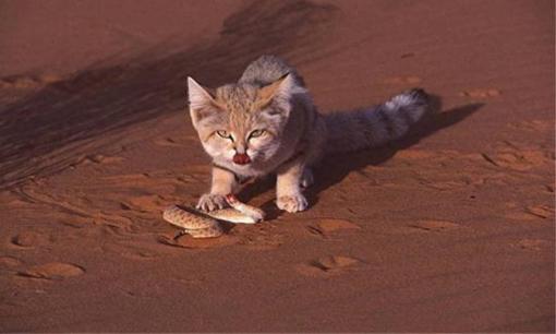 Mèo sa mạc: loài mèo con nhỏ nhất thế giới, ăn rắn độc và có thể không cần uống nước trong một tháng!