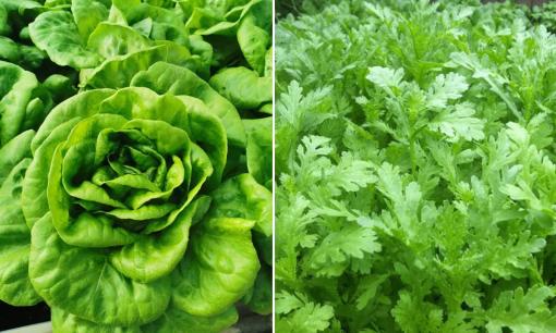 6 loại rau xanh không lo thuốc trừ sâu vừa tốt cho sức khỏe vừa sạch