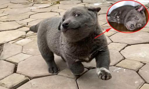 Chú chó Nguyễn Văn Dúi từng gây sốt mạng xã hội với loạt biểu cảm meme đã qua đời sáng nay do bị rắn cắn