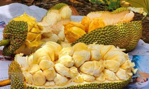 Mít sầu riêng có gì đặc biệt mà đang gây sốt, nhà nhà - người người tranh nhau mua