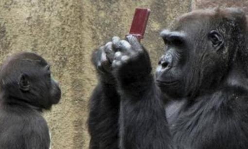 Liệu con người có luôn thống trị trái đất? Những kẻ thống trị tiếp theo đã xuất hiện, thách thức loài người