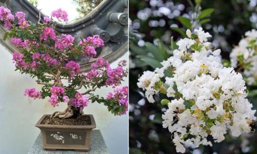 Hoa tường vi có nên trồng trước nhà không, và màu nào sẽ hợp phong thủy?