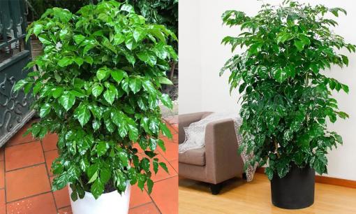 Cây hạnh phúc hợp với người mệnh này, trồng trong nhà tài lộc thịnh vượng, tiền vào như nước