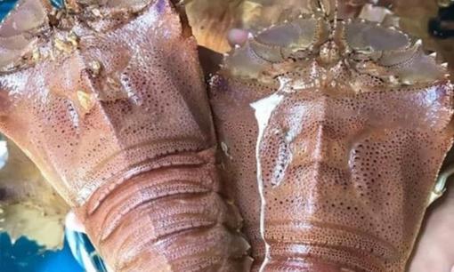 xuất hiện loại hải sản lạ, chỉ giới nhà giàu mới dám chi tiền mua