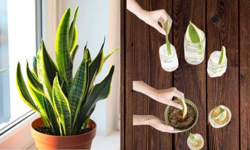 Từ một cây lưỡi hổ, bạn có thể nhân giống thành cả khu vườn bằng cách đơn giản