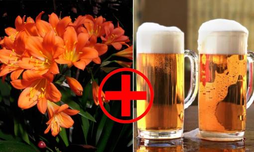 4 loại cây xanh này đều là 'bậc thầy uống bia', mỗi lần uống được cả cốc, chẳng trách hoa cứ nở hoài!