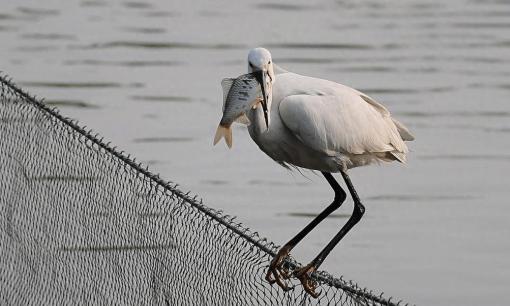 Làm thế nào để các loài động vật ăn cá trong tự nhiên tránh bị mắc kẹt vào xương cá? Họ có thủ đoạn gì?