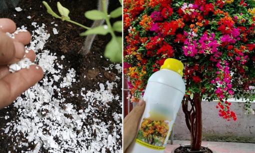 Làm sao để hoa hồng, hoa giấy nở sum suê, rực rỡ suốt bốn mùa? Dưới đây là mẹo