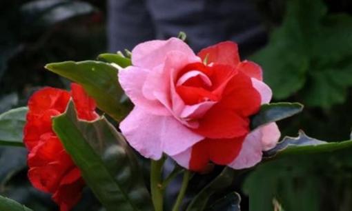 Tổ tiên có câu: Không được tặng 3 loại hoa, đem đi tặng giống như “tặng xui xẻo”, của cải trong nhà mất đi, gia đình dễ đón tà ma