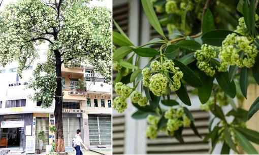 Hoa sữa đang độ nồng nàn nhất trong năm, có tác dụng chữa bệnh nhưng có nên trồng ngay trước nhà?