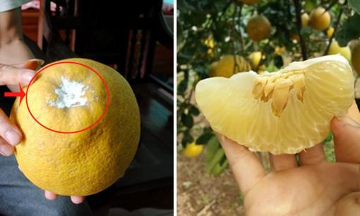 Dùng nó quét lên quả bưởi, bưởi sẽ giữ được từ bây giờ đến Tết mà không lo bị mốc hay khô nước